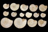 Lot: to Perisphinctes Ammonite Fossils - Pieces #133824-1